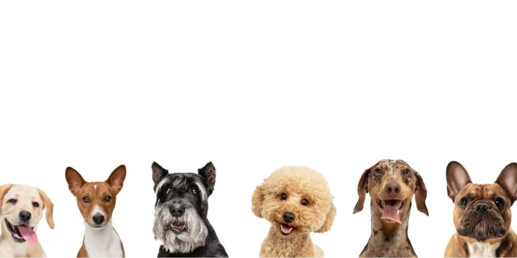 Disse 6 hunderacer elsker kongefamilien