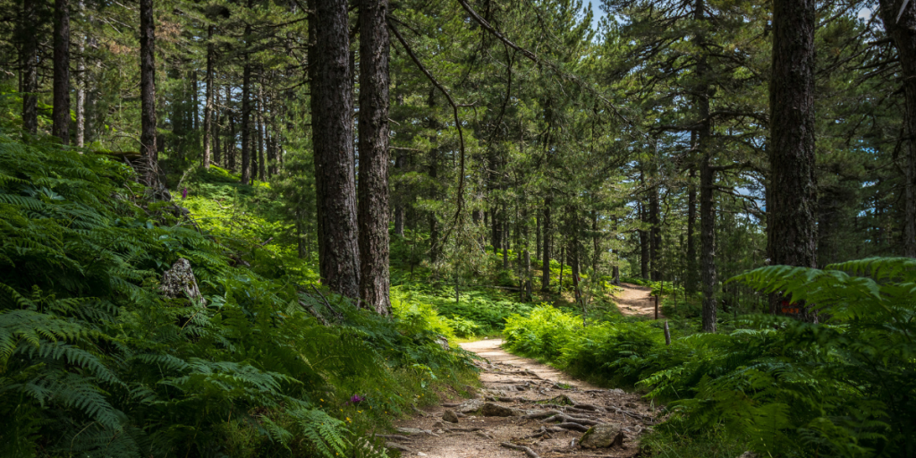 Billeder afslører livet i skoven: Sådan boede faren og de tre børn i skjul