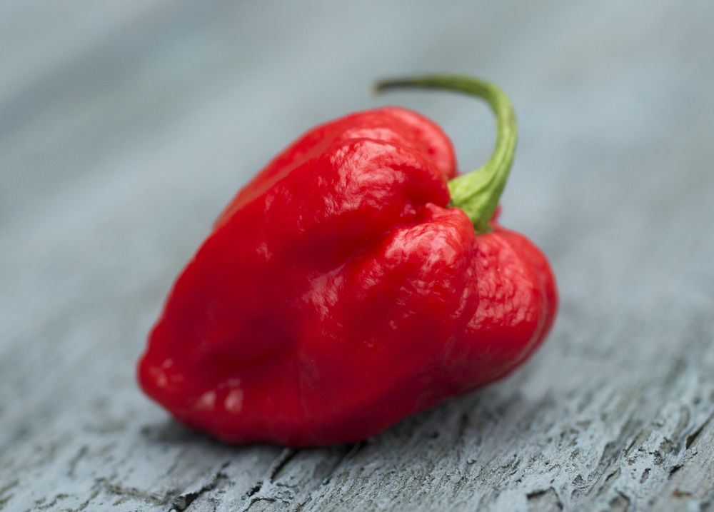Verdens stærkeste chili