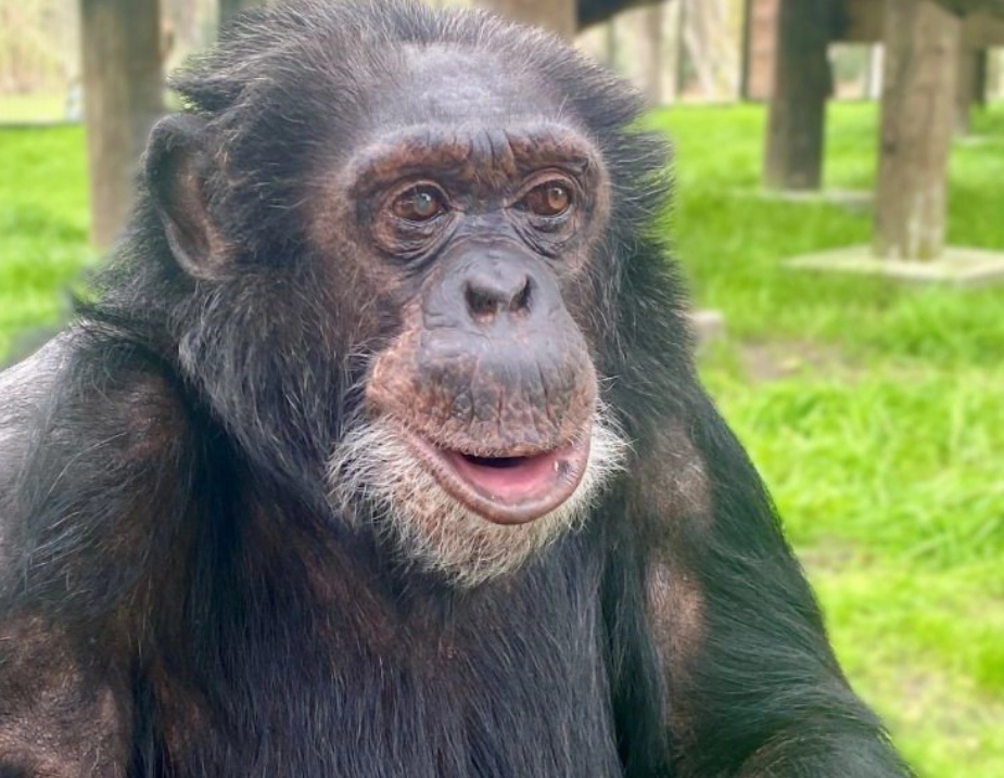 Her er det seneste billede af Bubbles. Foto: The Center for Great Apes